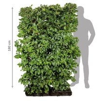 Bokhäck Färdig Häck 180 cm Bokhäck Färdig Häck 180 cm