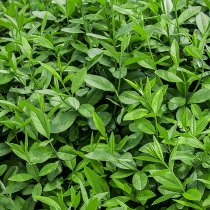 Vintergrön liguster 125-150 cm XXL Vintergrön liguster 125-150 cm XXL