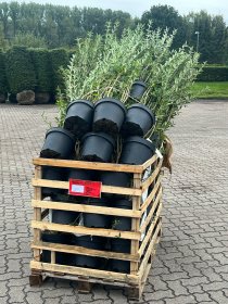 Vintergrön Liguster 80-100 cm XL 90-pack (ca 30 meter) Vintergrön Liguster 80-100 cm XL 90-pack (ca 30 meter)