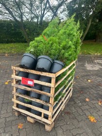 Thuja Smaragd 125-150 cm XL 75-pack (ca 25 meter) Thuja Smaragd 125-150 cm XL 75-pack (ca 25 meter)