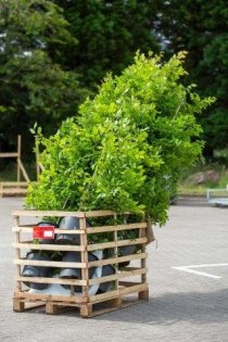 Avenbok 200-225 cm XXL PREMIUM 40-pack (ca 20 meter) Avenbok 200-225 cm XXL PREMIUM 40-pack (ca 20 meter)