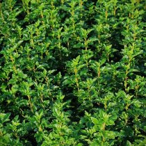 Måbär 'Schmidt' 60-100 cm Måbär 'Schmidt' 60-100 cm