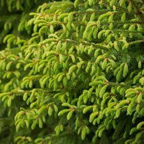 Gran 150-175 cm Gran 150-175 cm